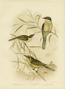 Melifago guance a graticcio o melifago gola viola, 1891 da Gracius Broinowski