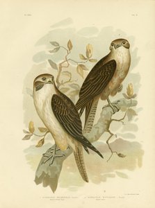 Falco bruno occidentale, 1891 da Gracius Broinowski
