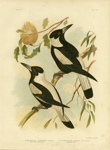 Corvo-Shrike dal Dorso Bianco, 1891
