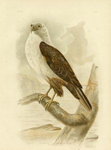 Aquila di Mare dal Petto Bianco, 1891 da Gracius Broinowski