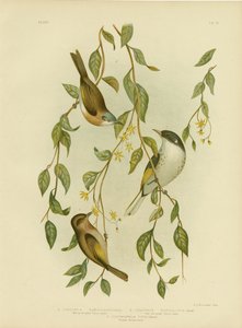 Melifago dalla gola bianca, 1891