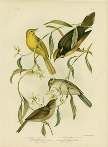 Melifago giallo, 1891 da Gracius Broinowski
