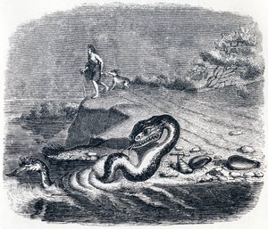 La testa e la coda del serpente (La tête et la queue du serpent) - Favole di La Fontaine