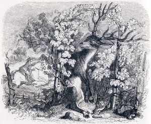 Il cervo e la vite - Favole di La Fontaine da Grandville