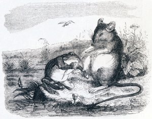 La rana e il topo (La grenouille et le rat) - Favole di La Fontaine