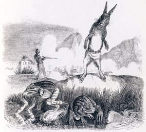 La lepre e le rane da Grandville