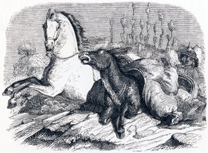 Il cavallo e l