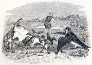 La rondine e i piccoli uccelli - Favole di La Fontaine