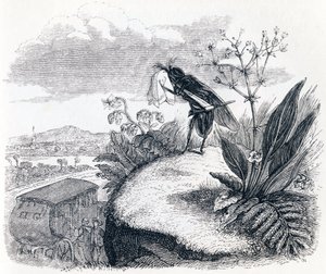 La carrozza e la mosca - Favole di La Fontaine
