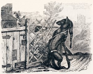 Il lupo e il cane magro - Favole di La Fontaine da Grandville