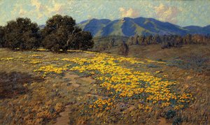 Papaveri della California