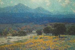 Campo di papaveri della California