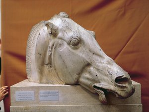 Testa di un cavallo di Selene