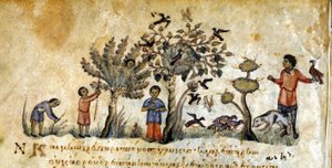 Caccia con falconi per catturare uccelli - in 