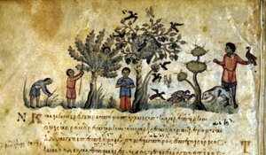 Caccia con il falcone e cattura di nidi di uccelli. Manoscritto greco di Oppiano De Venatione XIII secolo da Greek School