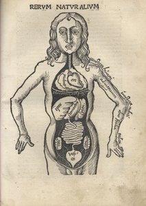 Margarita Philosophica. Anatomia, 1504