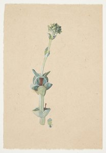 Studio di un Fiore da Gudrun Traustedt