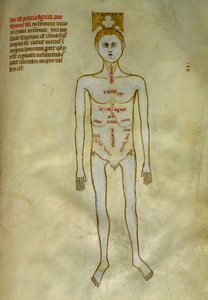 Tavole di anatomia e chirurgia: localizzazione degli organi maschili. In Liber notabilium Philippi septimi francorum regis, a libris Galieni extratus di Gui de Pavia circa 1345 da Guido da Vigevano da Pavia