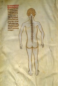 Tavole anatomiche e chirurgiche: midollo spinale (nelle vertebre della colonna vertebrale). In 