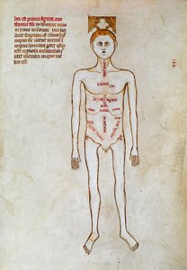 Chirurgia: rappresentazione del corpo umano. Miniatura in "Liber notabilium Philippi septimi francorum regis, a libris Galieni extractus" scritta da Gui (Guy) di Pavia da Guido da Vigevano da Pavia