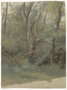 Veduta del bosco