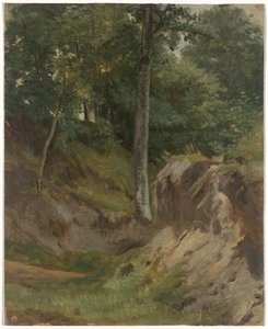 Ruscello secco nel bosco