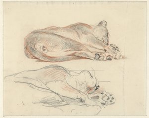 Due studi di una tigre sdraiata da Guillaume Anne van der Brugghen