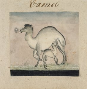 Cammella e il suo vitello da Gungaram Tambat