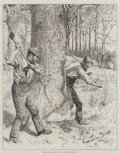 Scene agricole, maggio, la raccolta della corteccia da Gunning King