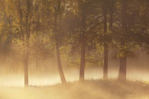 Nebbia dorata del mattino da Gustav Davidsson