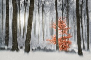 Foresta invernale dell