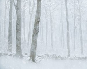 Foresta innevata d