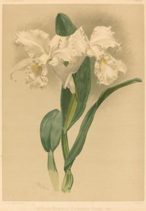 Cattleya Mendelii Quorndon House Var. da Gustav Leutzsch after Henry George Moon