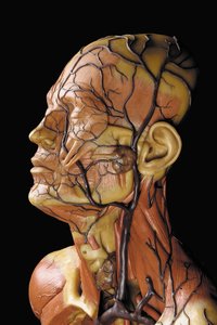 (dettaglio) di un modello anatomico maschile ecorché, che mostra muscoli, arterie e vene, la circolazione e il sistema nervoso