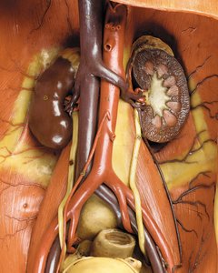 (dettaglio) di un modello anatomico maschile ecorché, che mostra muscoli, arterie e vene, la circolazione e il sistema nervoso