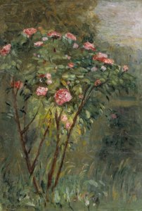 Il roseto