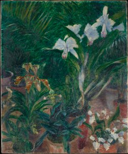 Orchidee nella serra del Petit Gennevilliers, 1893
