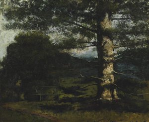Albero di cedro a Hauteville