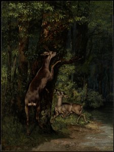 Cervi nella foresta