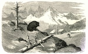 Incisione di Gustave Doré che illustra il libro "Voyage aux Pyrénées" di Hippolyte Taine, Hachette 1860. Orso che osserva un uomo dirigersi verso la sua casa in montagna. da Gustave Dore