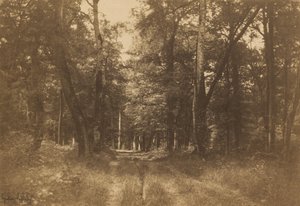 Bas-Bréau, Foresta di Fontainebleau