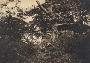 Quercia tra le rocce a Fontainebleau