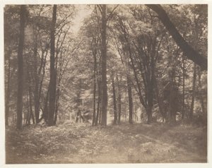 La foresta di Fontainebleau