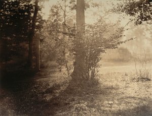 Studio di albero, foresta di Fontainebleau da Gustave Le Gray