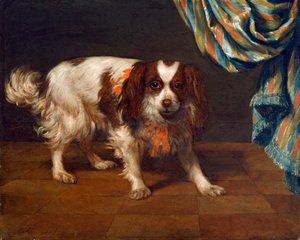 Un cane King Charles Spaniel da Gysbert van de Kuyl