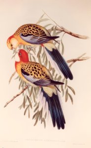 Platycerus splendidus