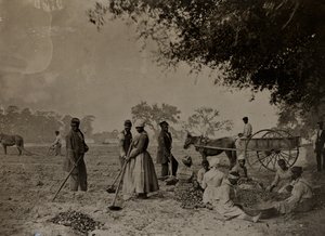 Piantare patate dolci, piantagione di Hopkinson, isola di Edislo, Carolina del Sud, 1862 da H.P. Moore