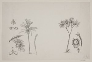 Foglio Botanico dagli Scritti di Schouw da H. C. Henneberg