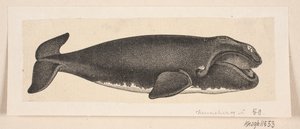 Una balena
