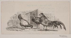 Tre galline da H. C. Henneberg